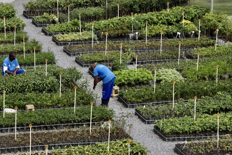 Leia mais sobre o artigo Detentos plantam árvores para ajudar na recuperação deles e da natureza