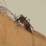 Saúde reforça combate ao Aedes aegypti no mês que antecede período sazonal do vetor da dengue